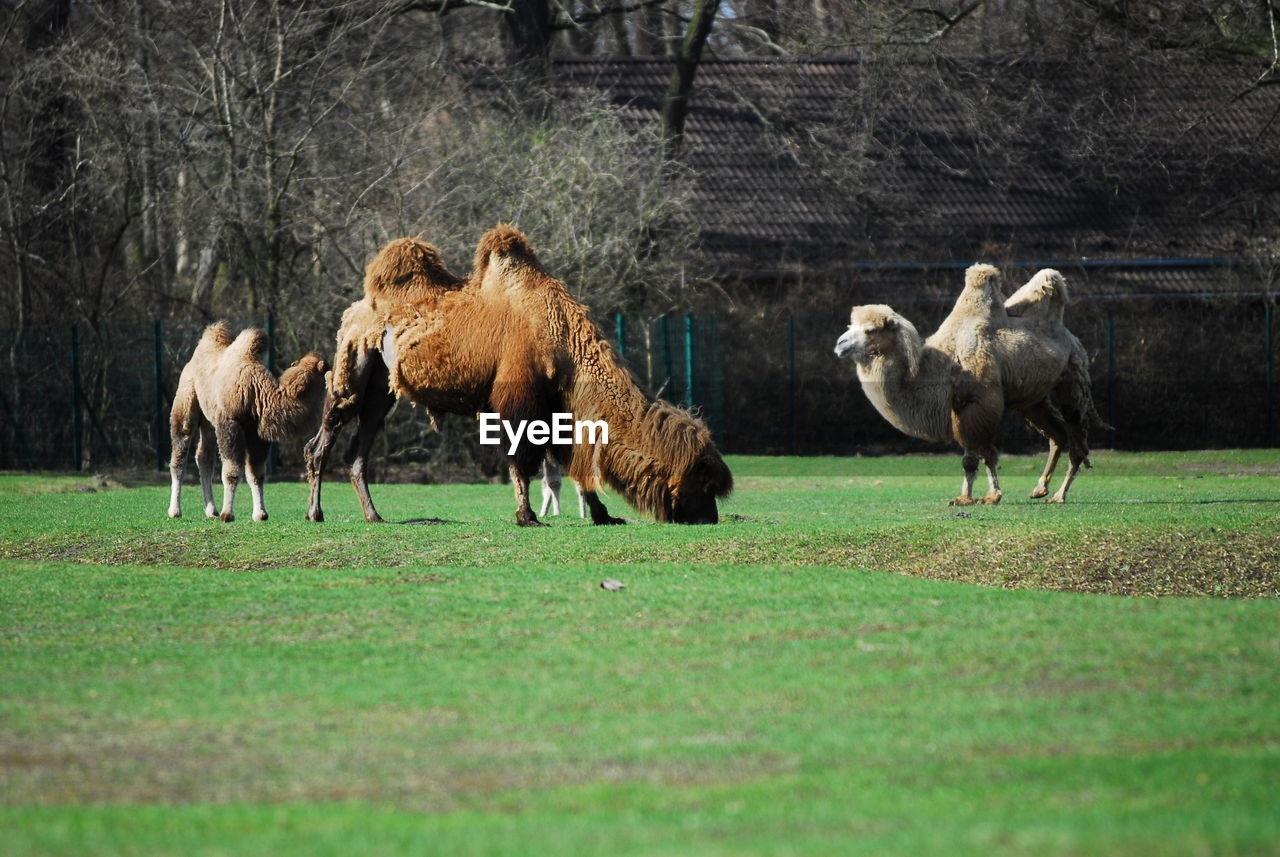 Camels grazing on grassy area