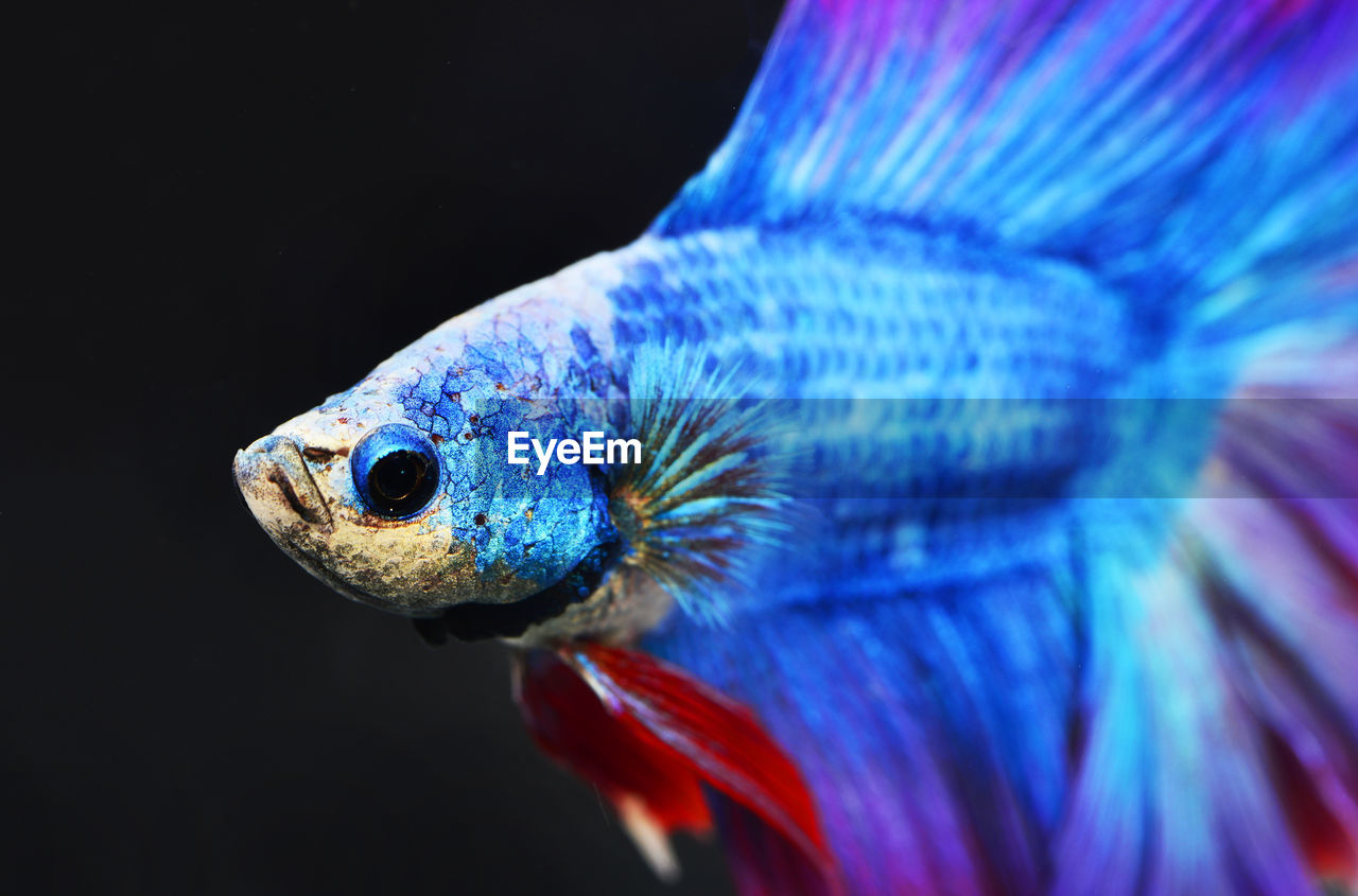 Close-up of blue siamese fighting fish in tank