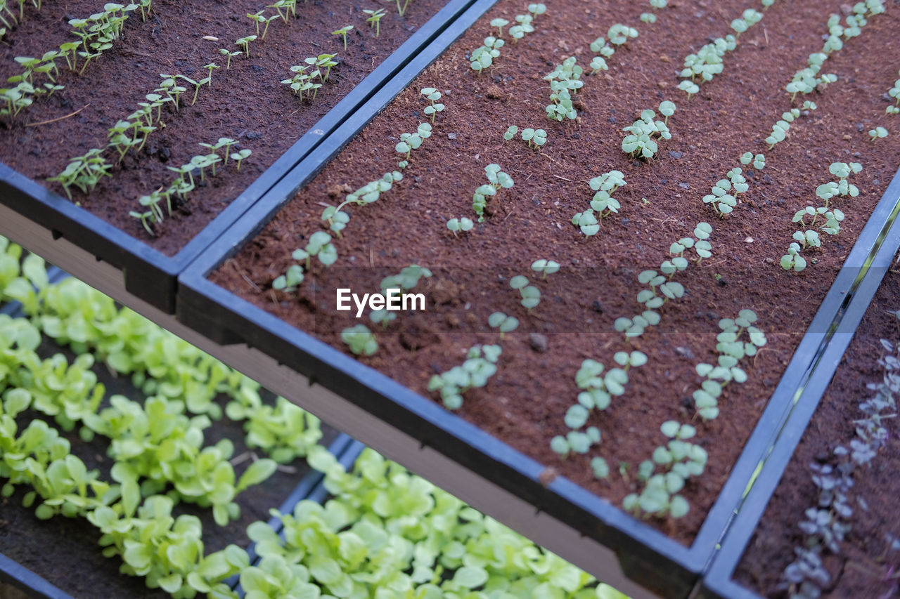 HIGH ANGLE VIEW OF POTTED PLANT