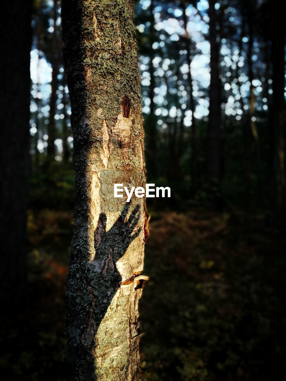 VIEW OF TREE TRUNK AGAINST BLURRED BACKGROUND