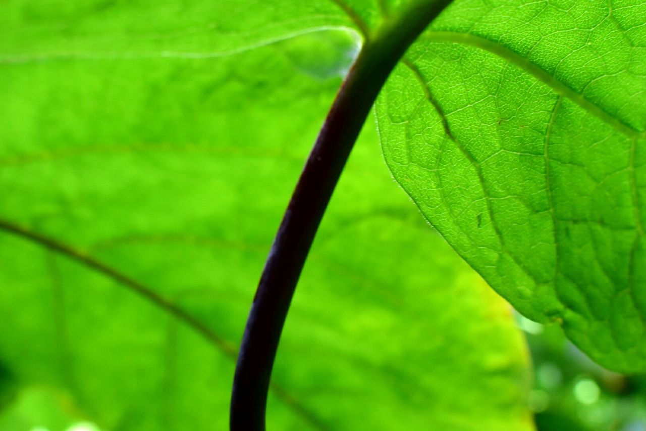 CLOSE-UP OF LEAVES