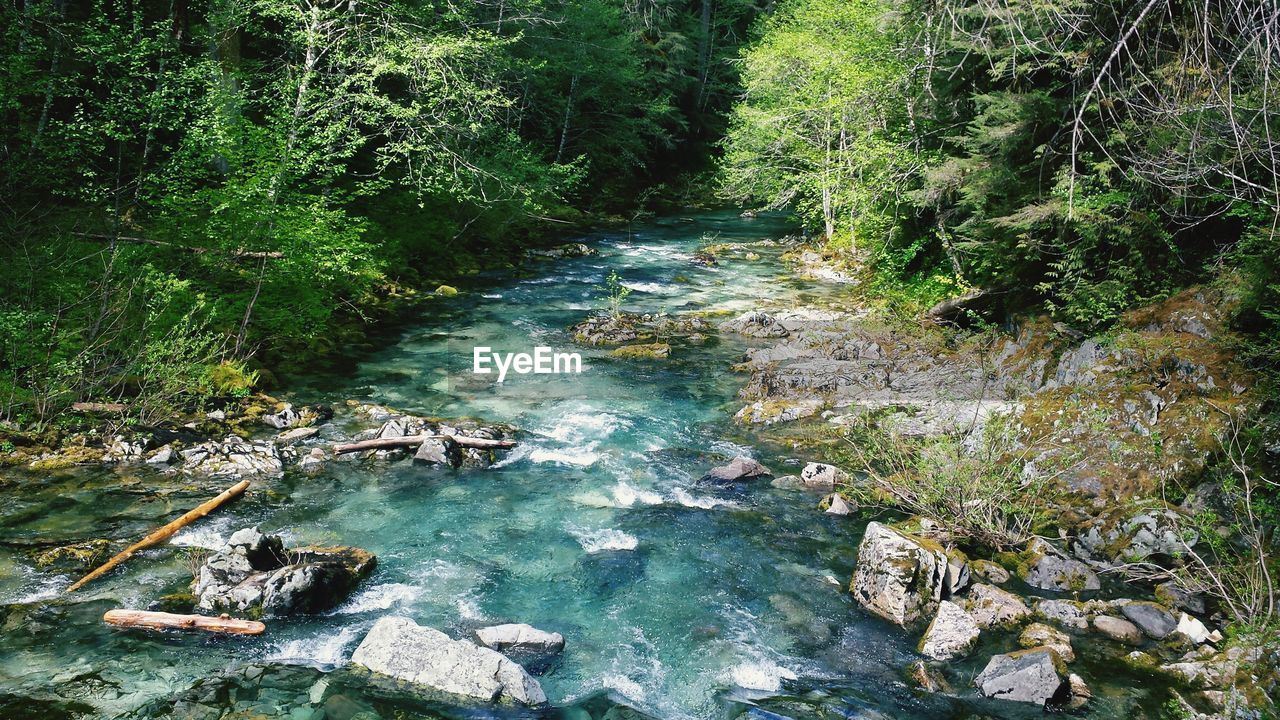 River flowing amidst trees in forest