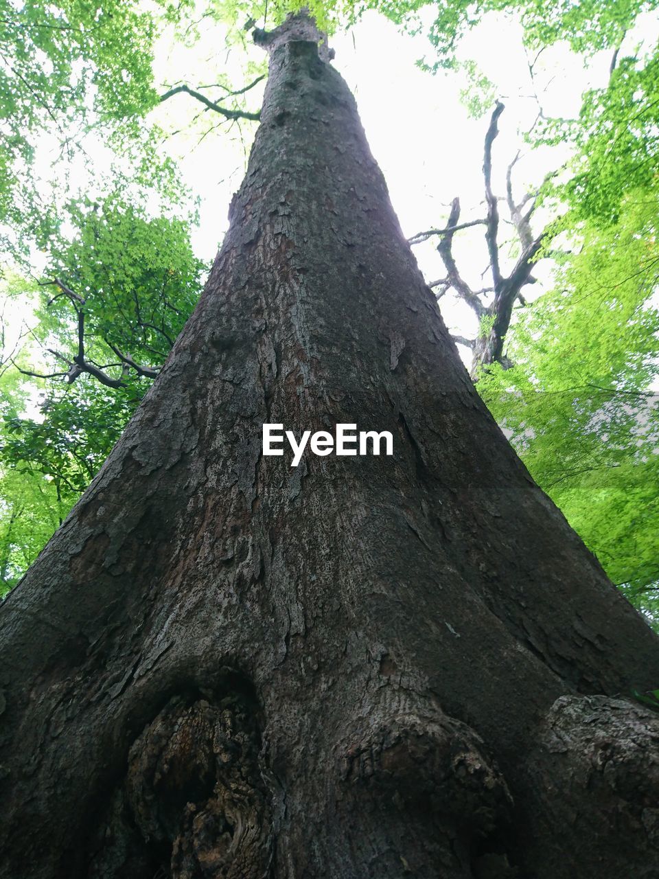 CLOSE-UP LOW ANGLE VIEW OF TREE