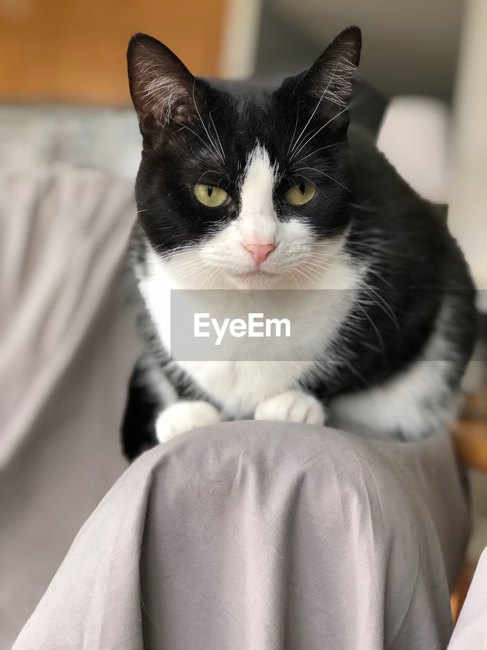 CLOSE-UP PORTRAIT OF CAT RELAXING ON FLOOR