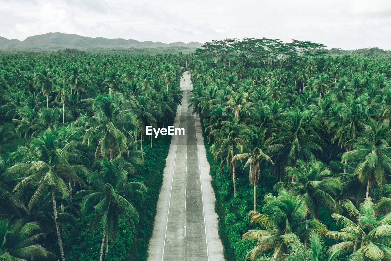 Aerial view of tropical trees on land