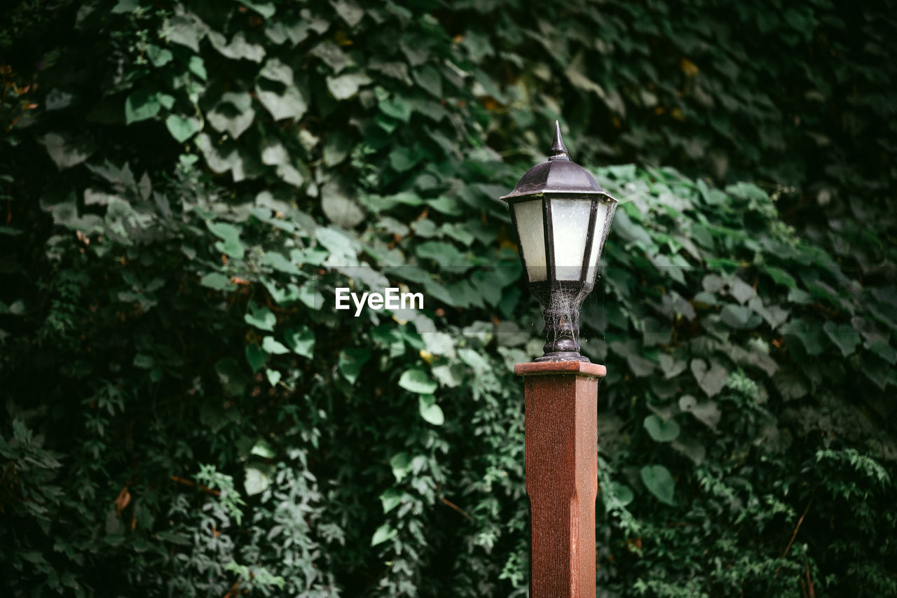 green, lighting equipment, plant, street light, lighting, no people, tree, growth, nature, day, electric lamp, light, leaf, outdoors, low angle view, plant part, lantern, architecture, branch, gas light, built structure, street