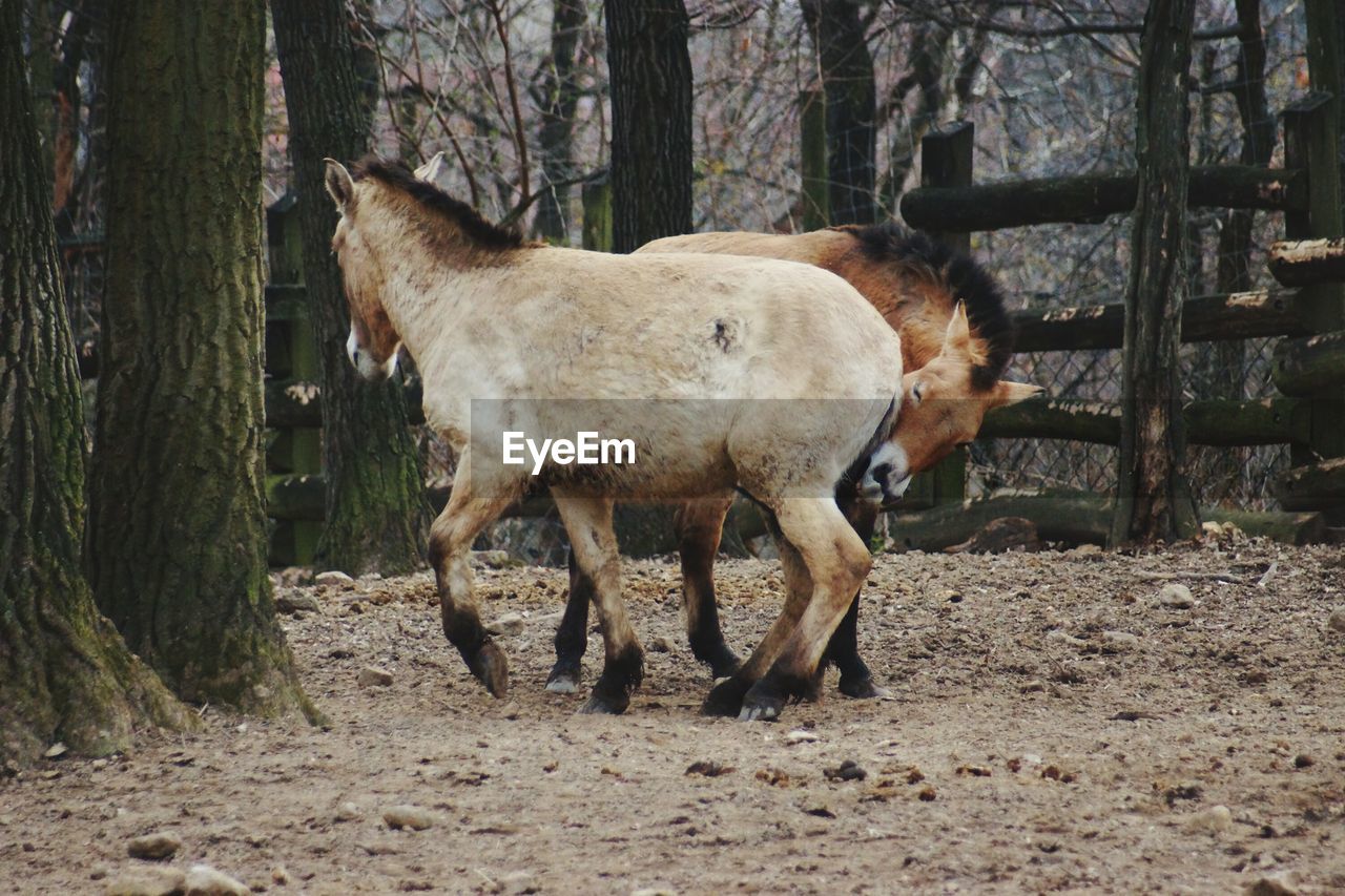 HORSES ON TREE IN FOREST