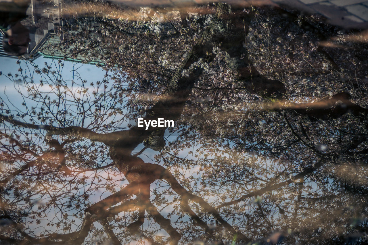 VIEW OF TREES IN WATER