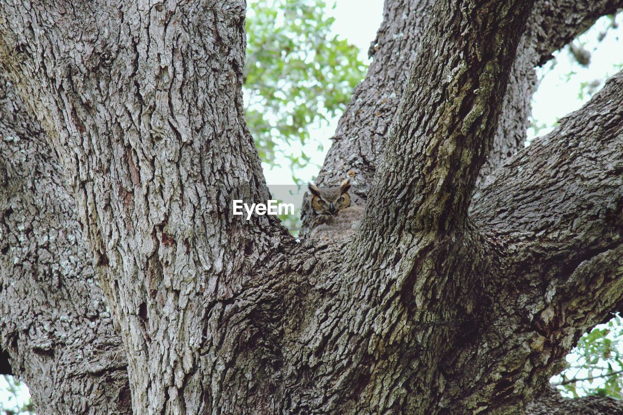 Close-up of tree trunk