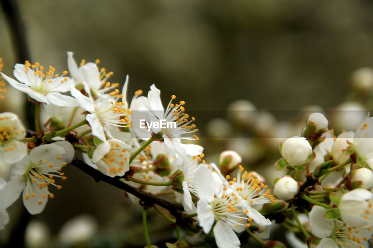 Close-up of white cherry blossom tree