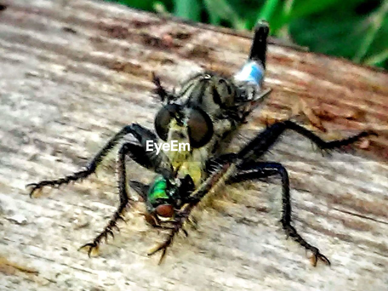 CLOSE-UP OF GRASSHOPPER