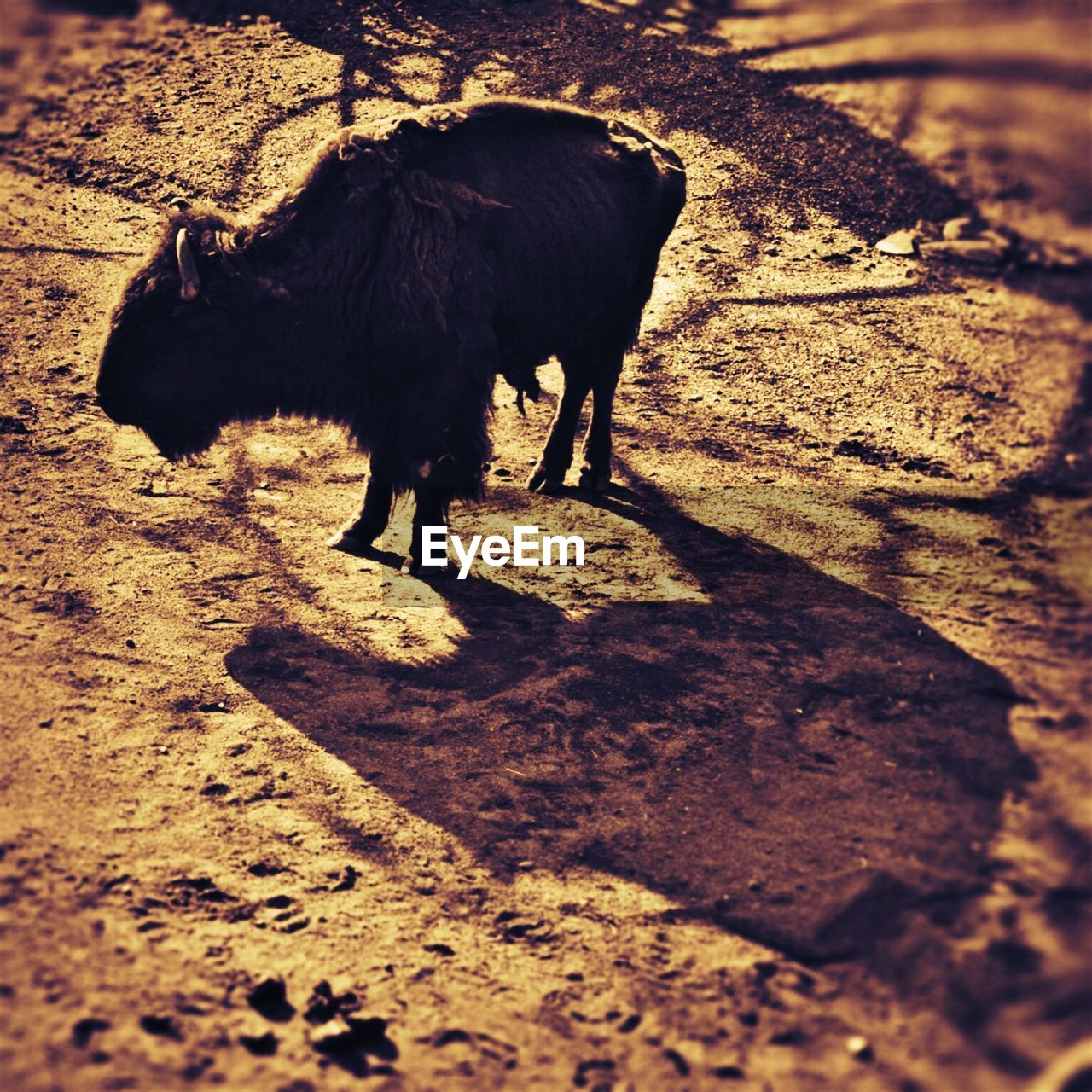 Bison standing on field