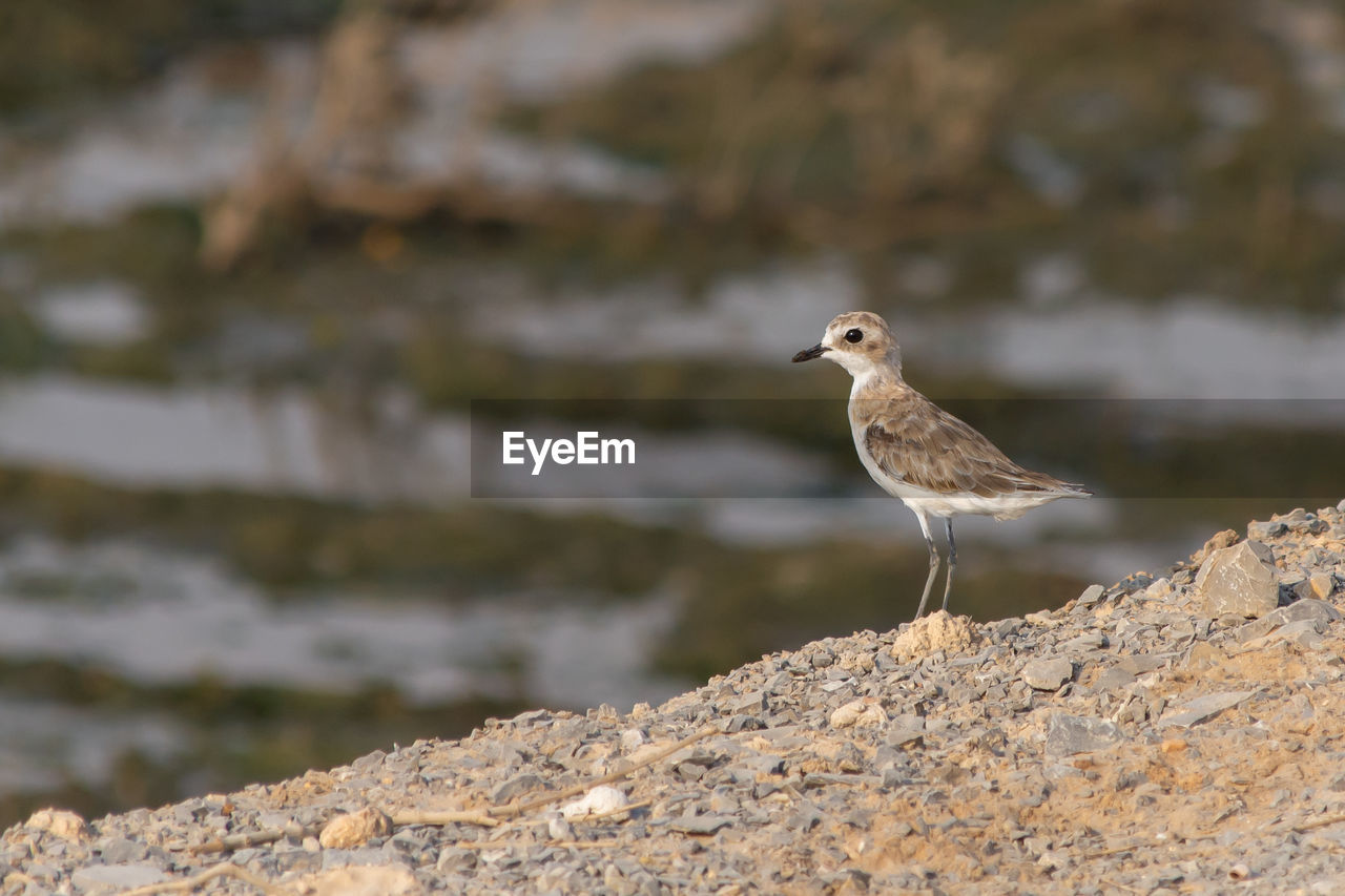 close-up of seagull perching on rock