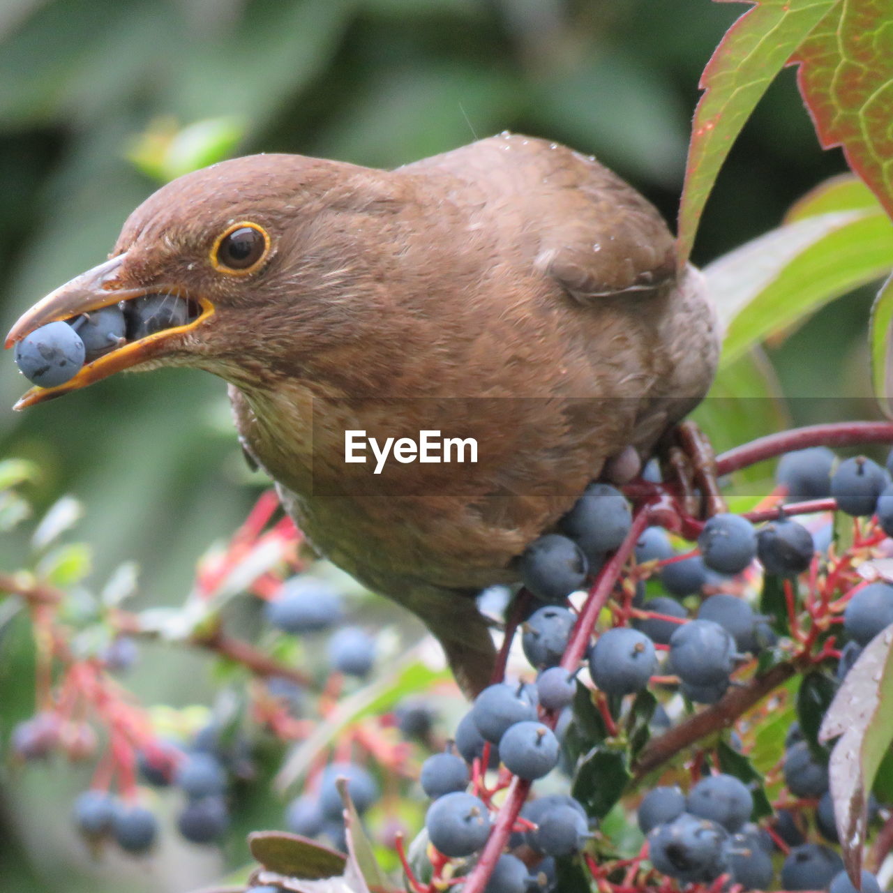 Close-up of bird perching on tree