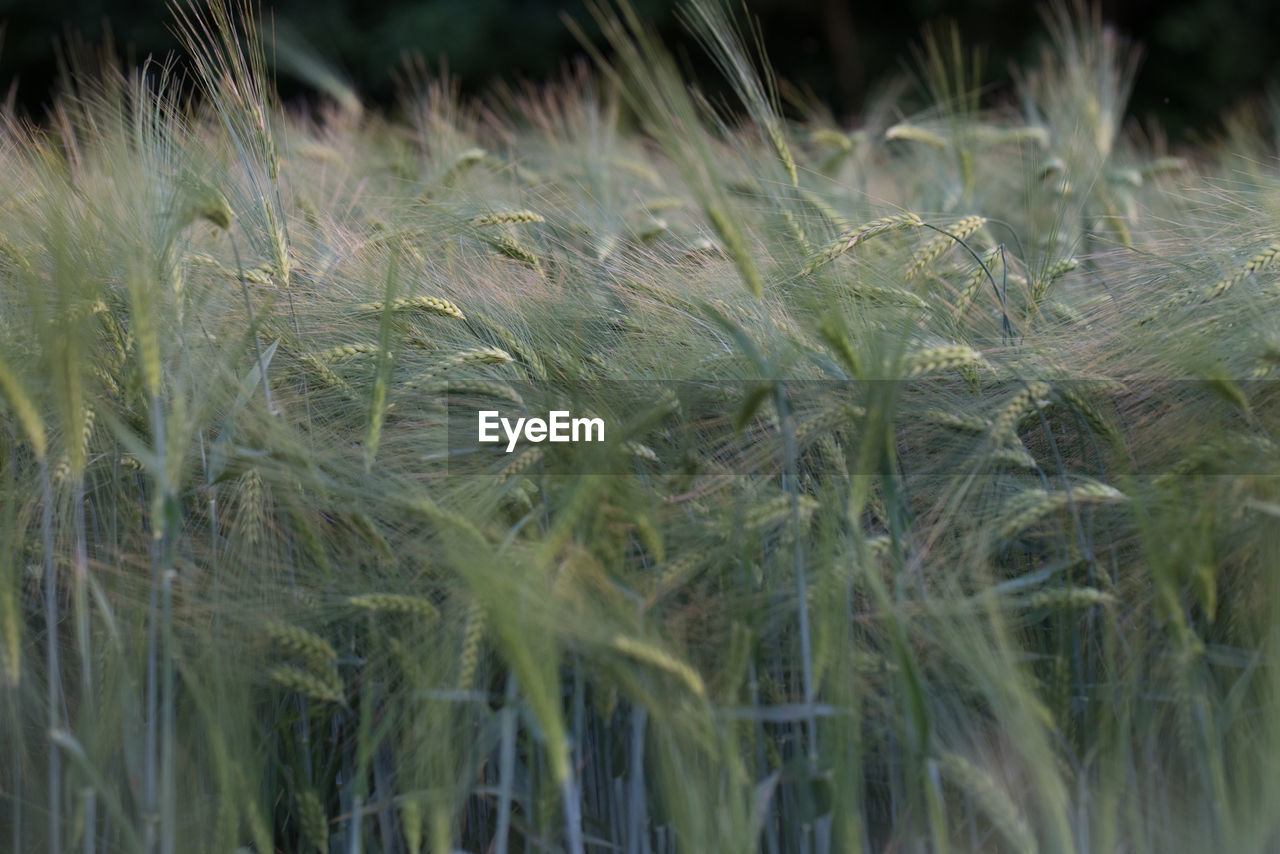 Close-up of barley growing on field