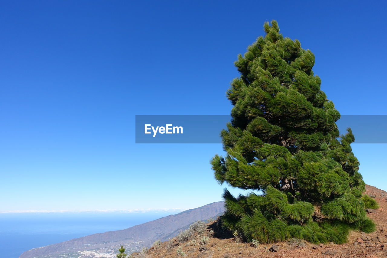 Tree on mountain against clear blue sky