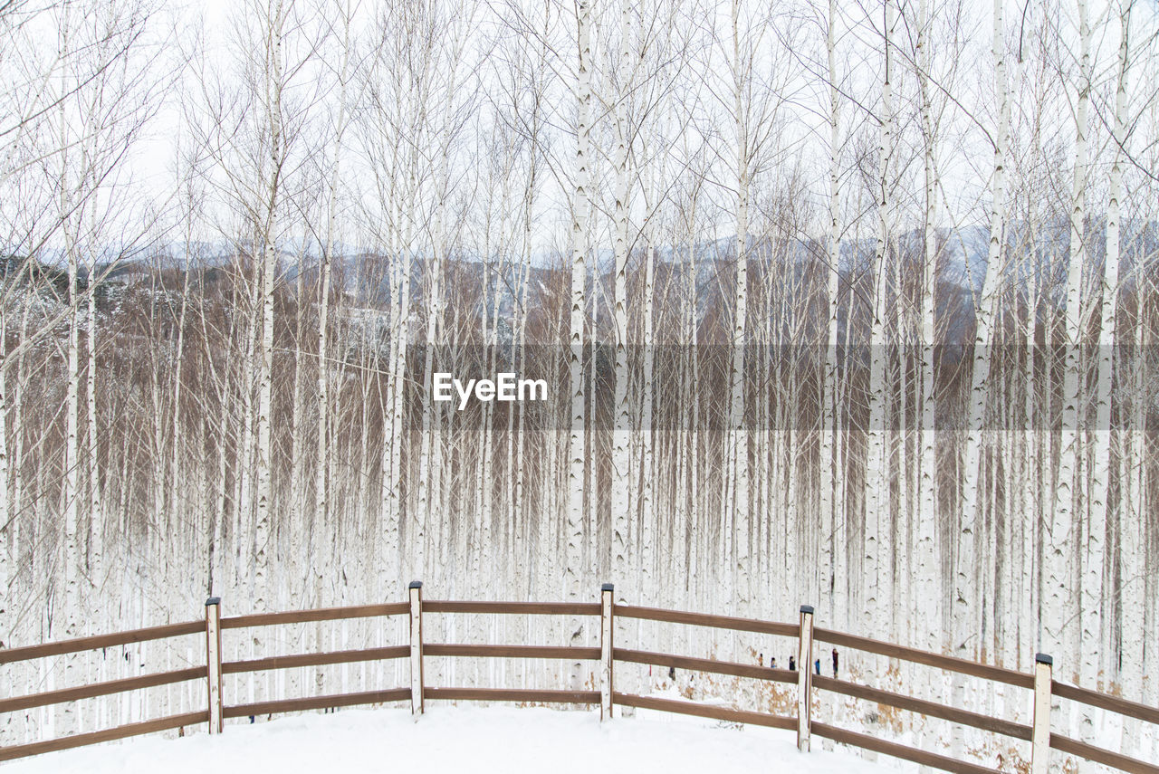 Snow covered railing against bare trees during winter