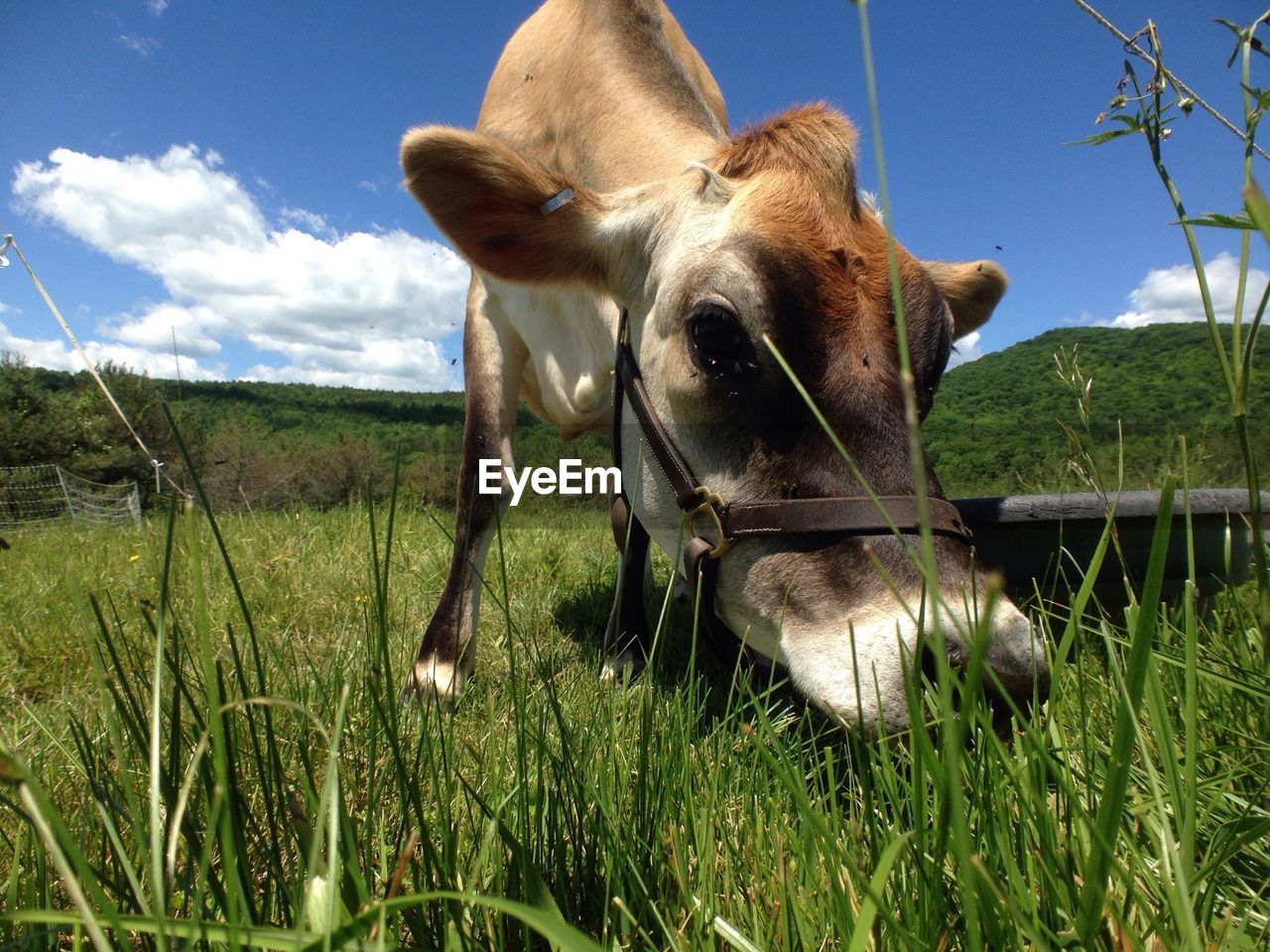 Close-up of a cow grazing on landscape