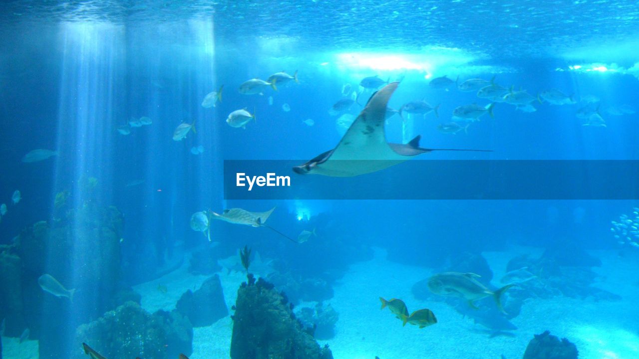 PEOPLE SWIMMING IN AQUARIUM