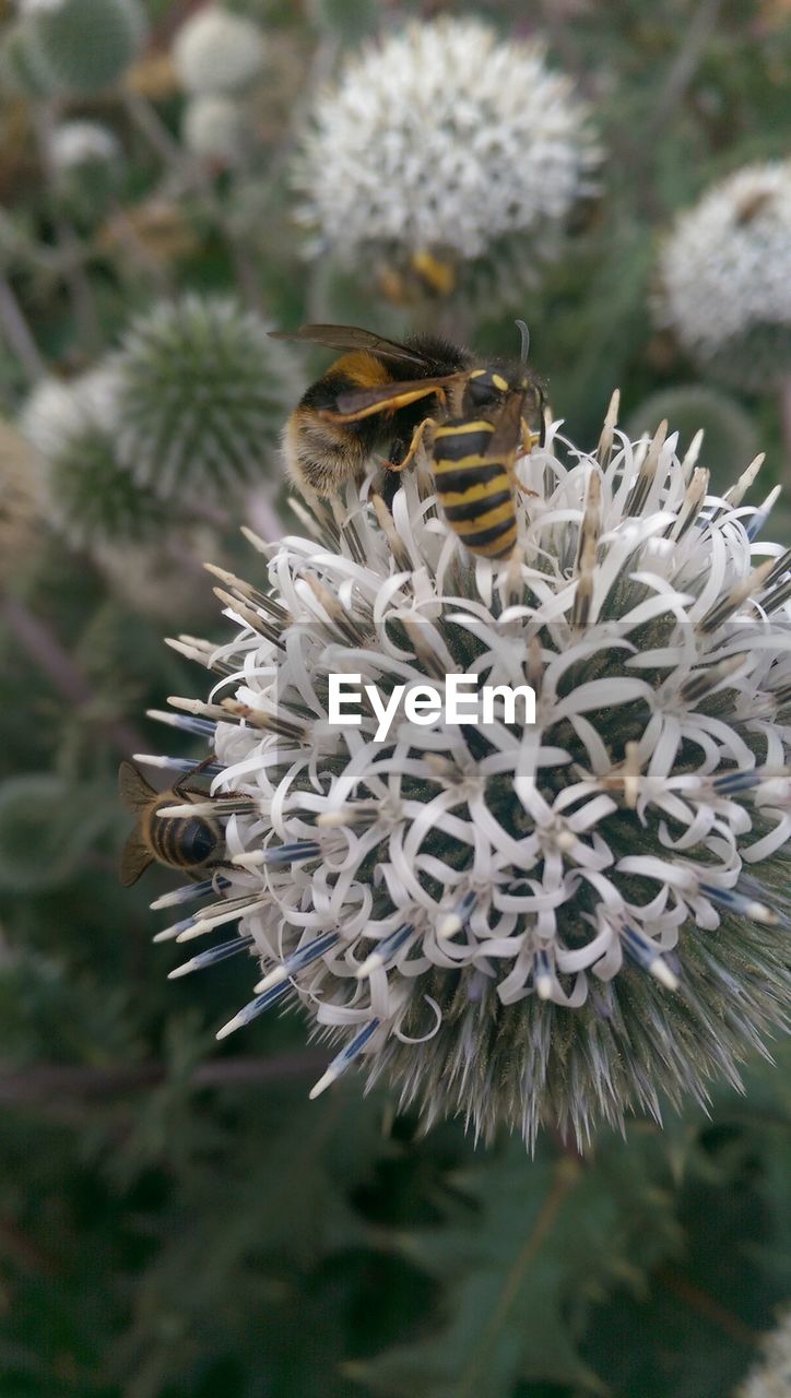 CLOSE-UP OF BEE POLLINATING ON WHITE FLOWER