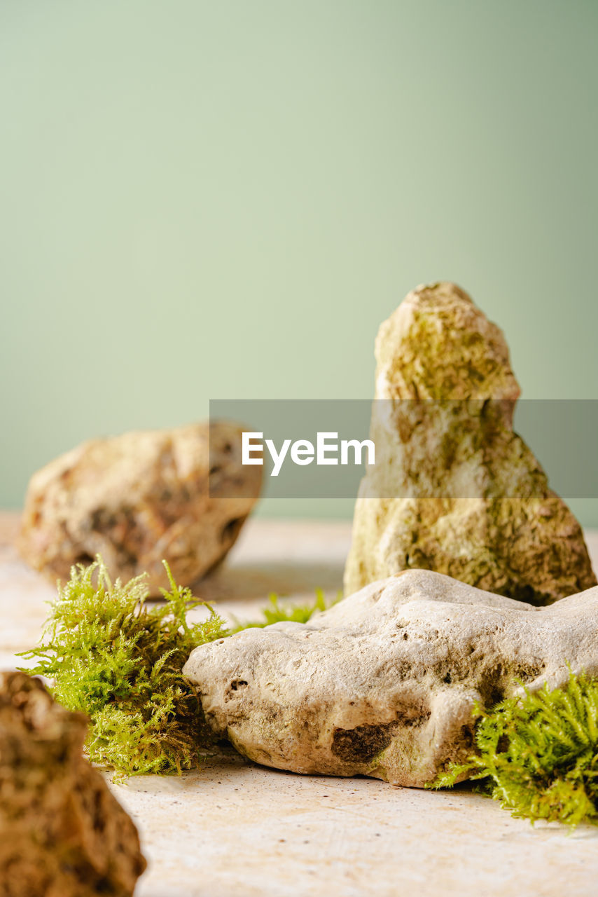 food, food and drink, no people, plant, produce, vegetable, studio shot, freshness, nature, selective focus, healthy eating, green, indoors, wellbeing, close-up, rock, copy space, wood, focus on foreground