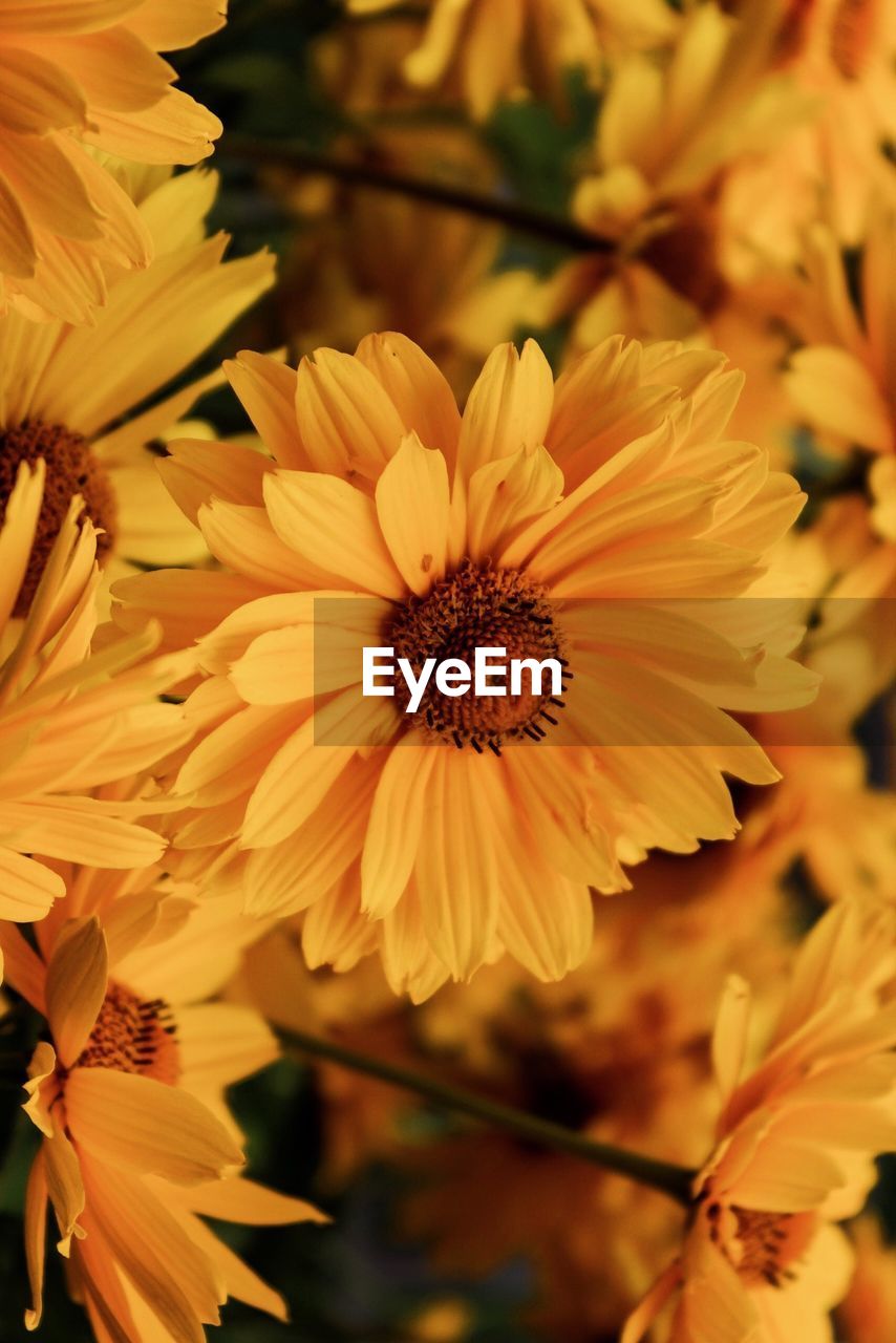 flower, flowering plant, plant, freshness, beauty in nature, petal, flower head, fragility, yellow, growth, close-up, inflorescence, macro photography, nature, no people, focus on foreground, pollen, autumn, outdoors, blossom, botany, springtime, day, plant stem, selective focus, sunlight