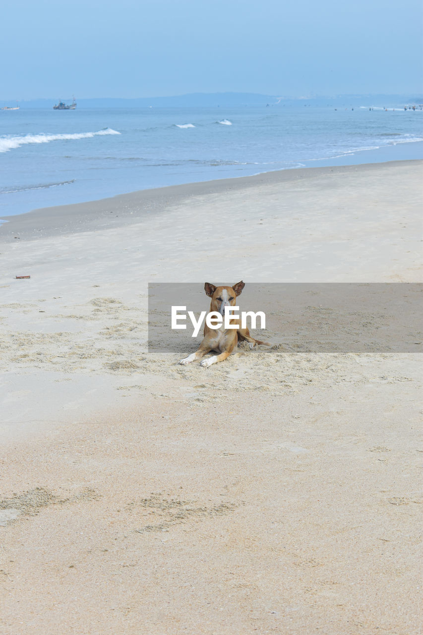 land, beach, animal, dog, sea, animal themes, water, one animal, body of water, sand, mammal, canine, pet, shore, domestic animals, nature, coast, carnivore, sky, horizon, horizon over water, day, no people, motion, ocean, beauty in nature, scenics - nature, animal wildlife, outdoors, wave