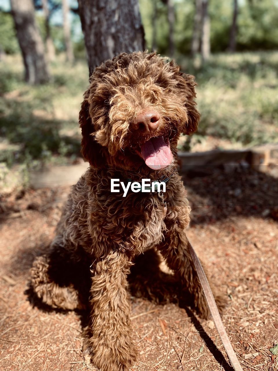 PORTRAIT OF DOG ON LAND