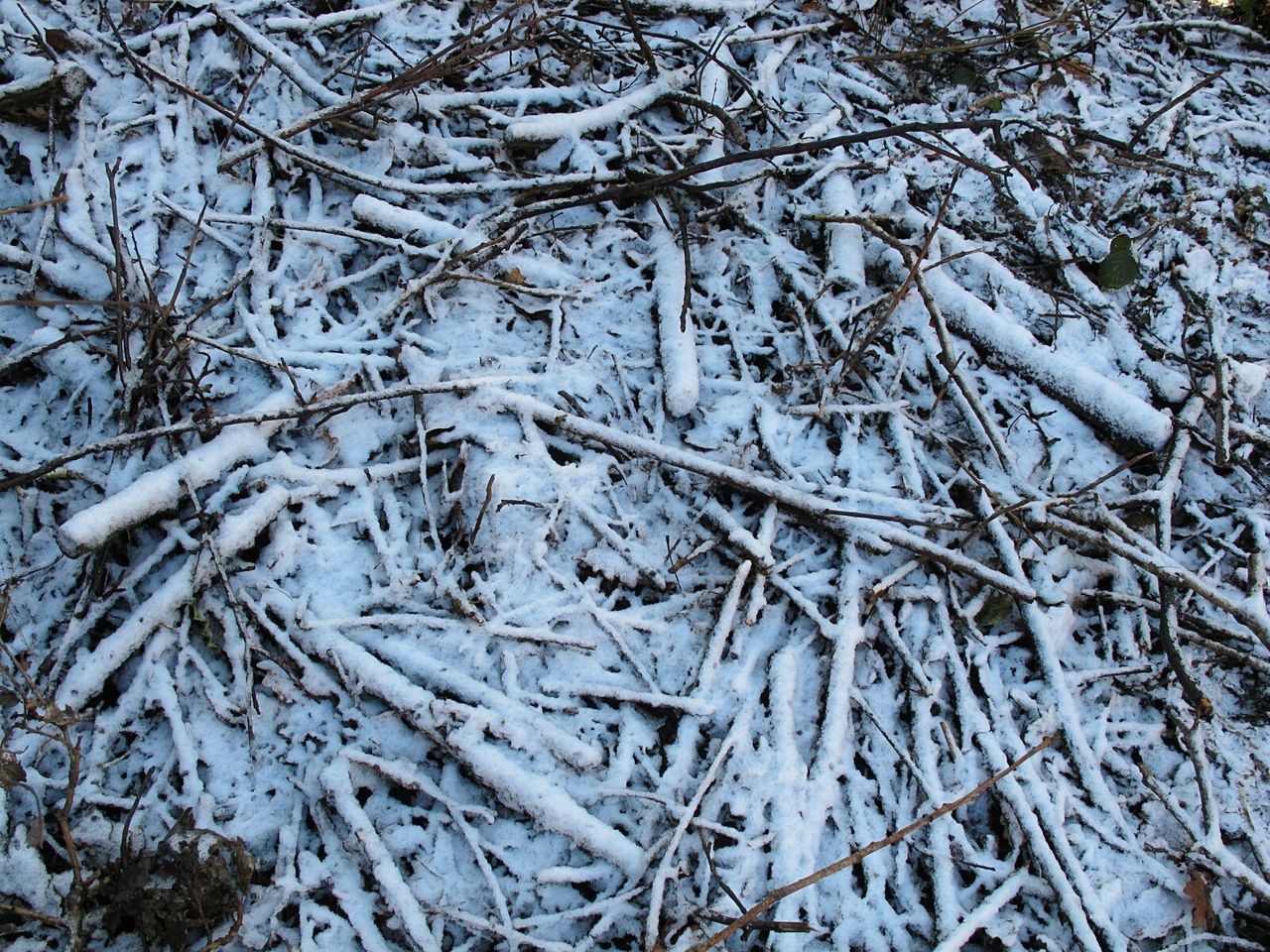 CLOSE-UP OF SNOW COVERED BARE TREES