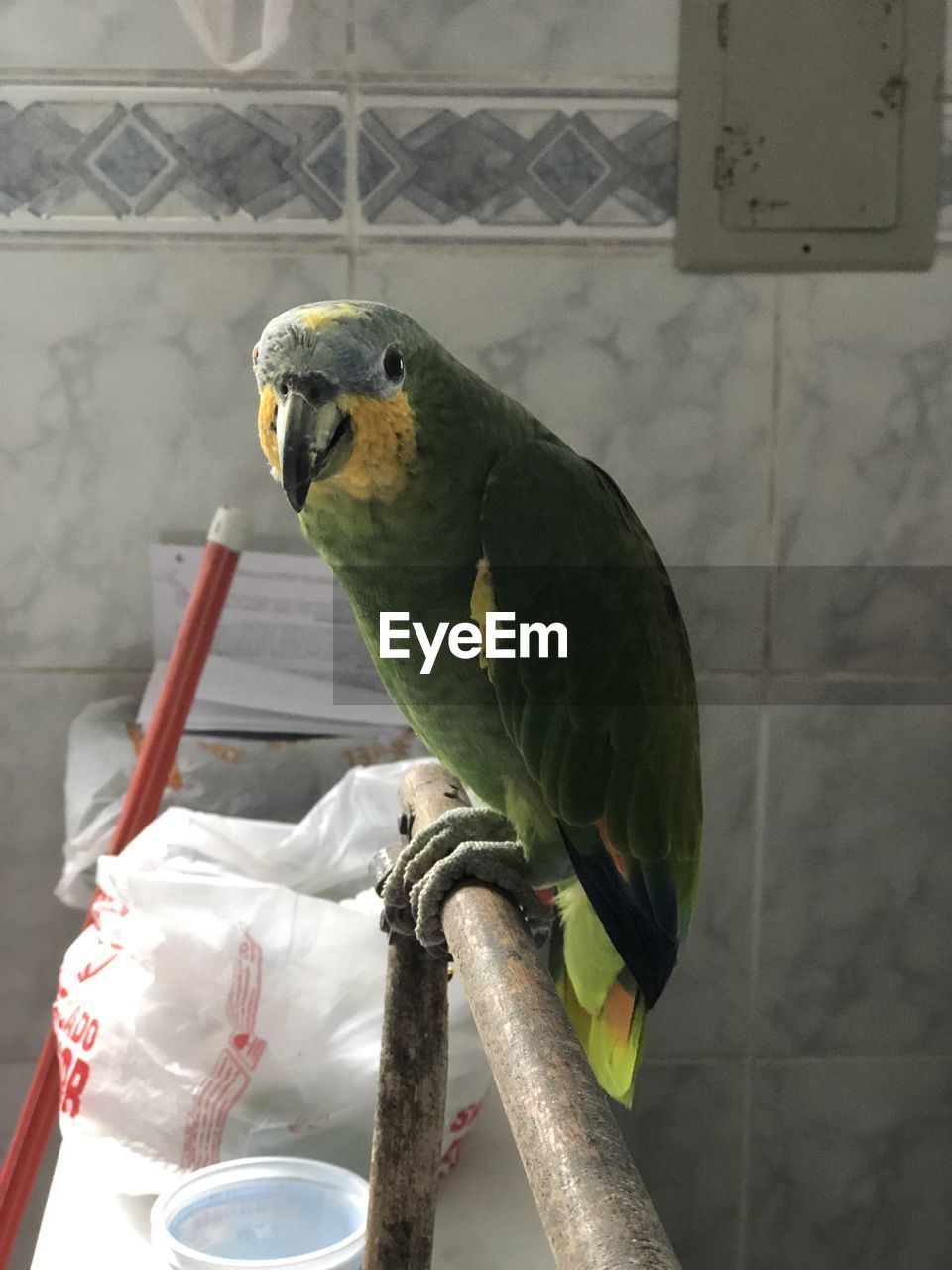 CLOSE-UP OF PARROT PERCHING ON CAGE