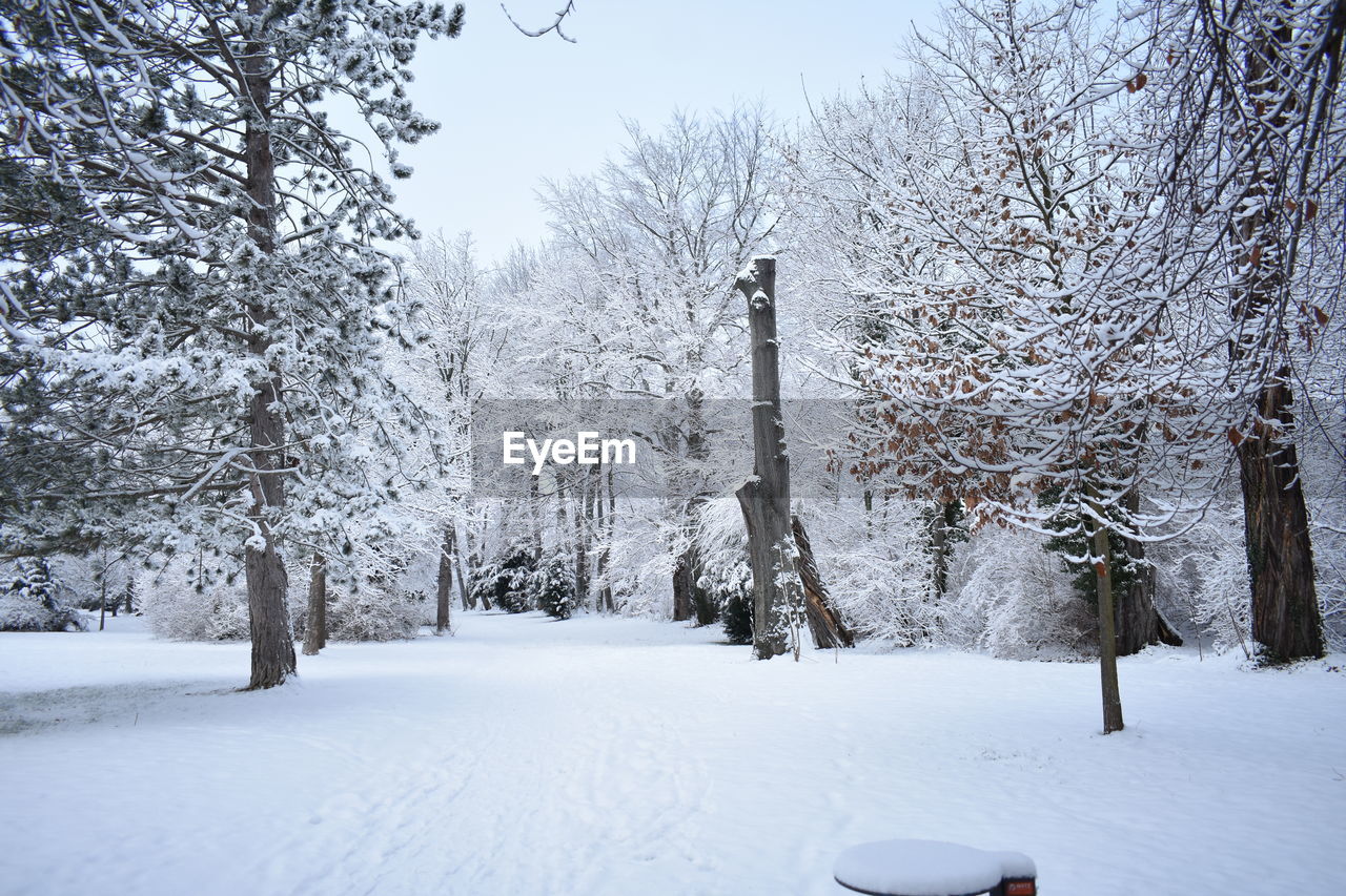 Trees on snow covered landscape