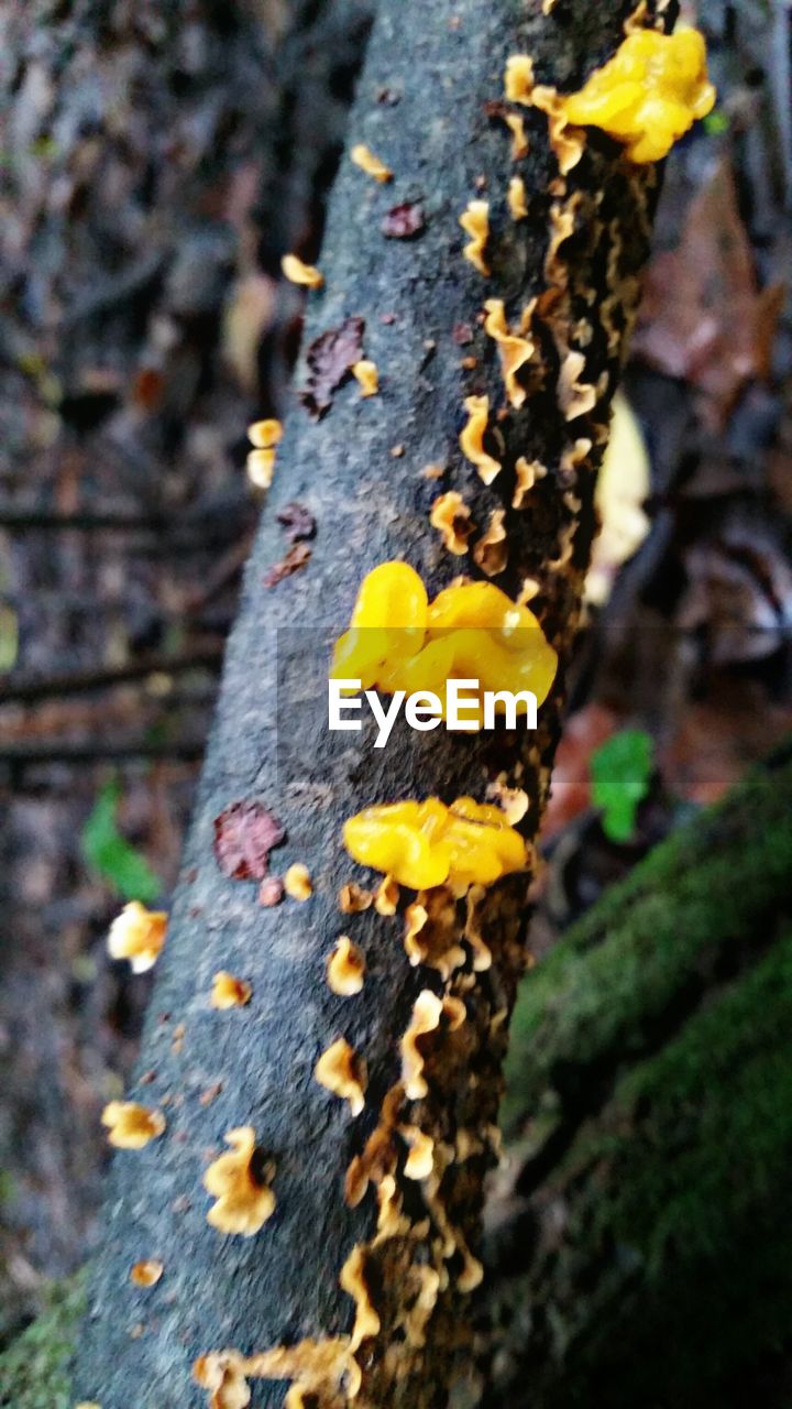 CLOSE-UP OF MUSHROOMS