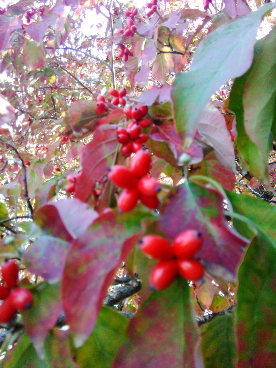 CLOSE-UP OF CHERRY TREE GROWING ON BRANCH