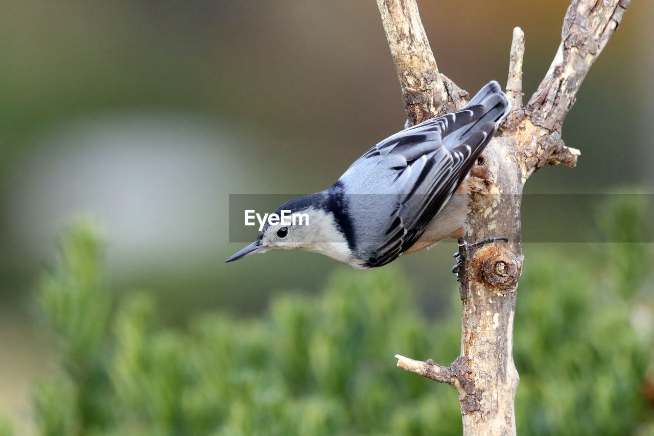 Close-up of bird perching on bare tree