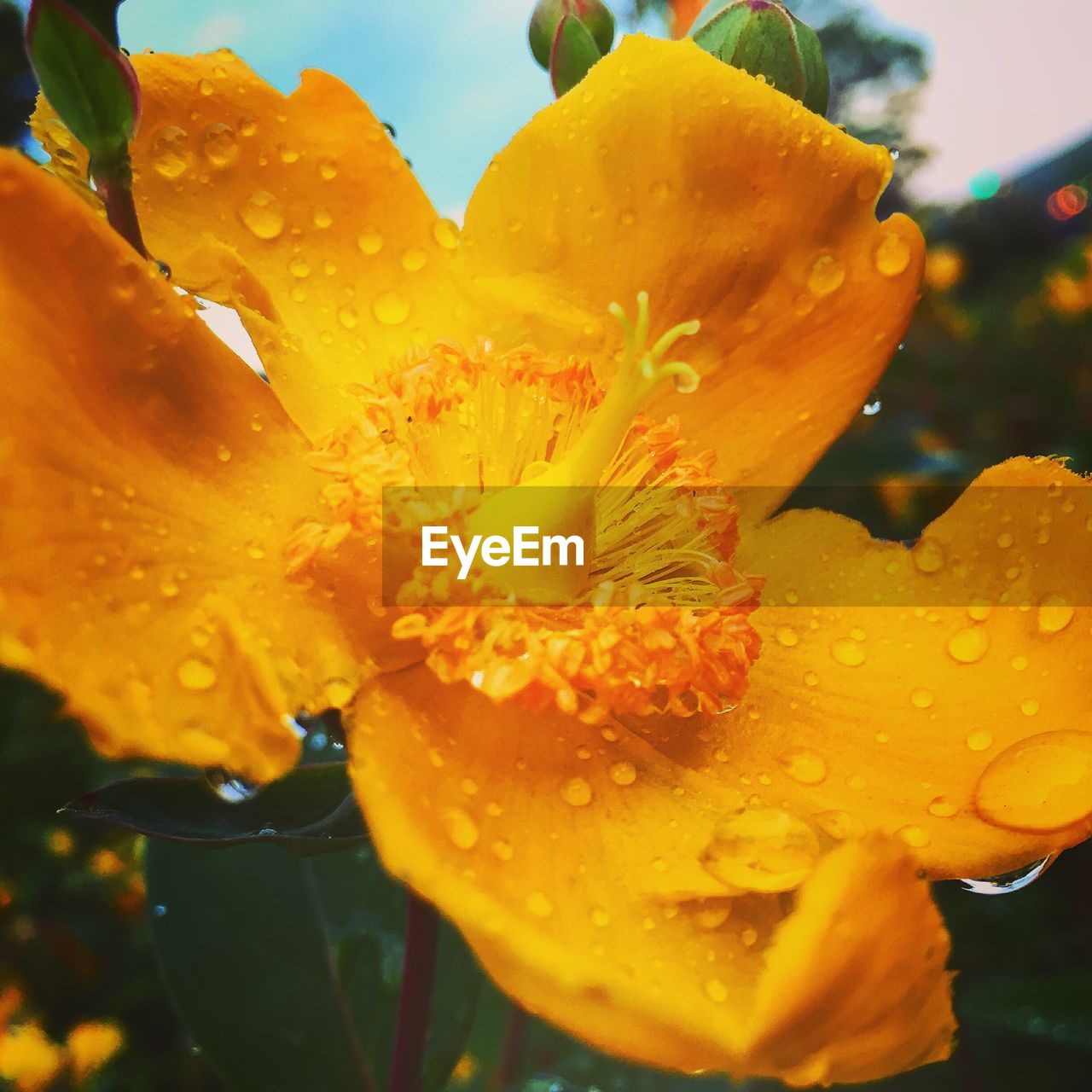 CLOSE-UP OF WET YELLOW FLOWERS