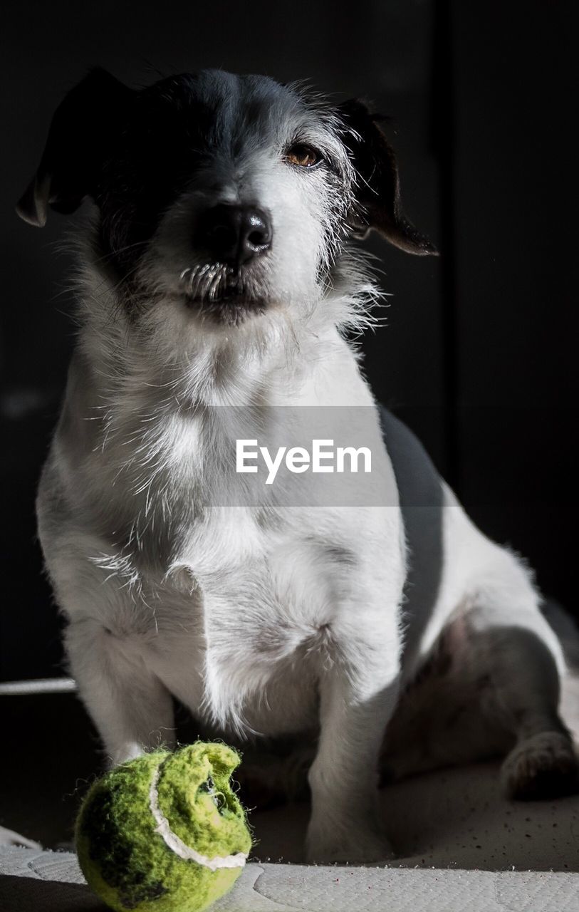 Close-up portrait of dog sitting with damaged ball at home