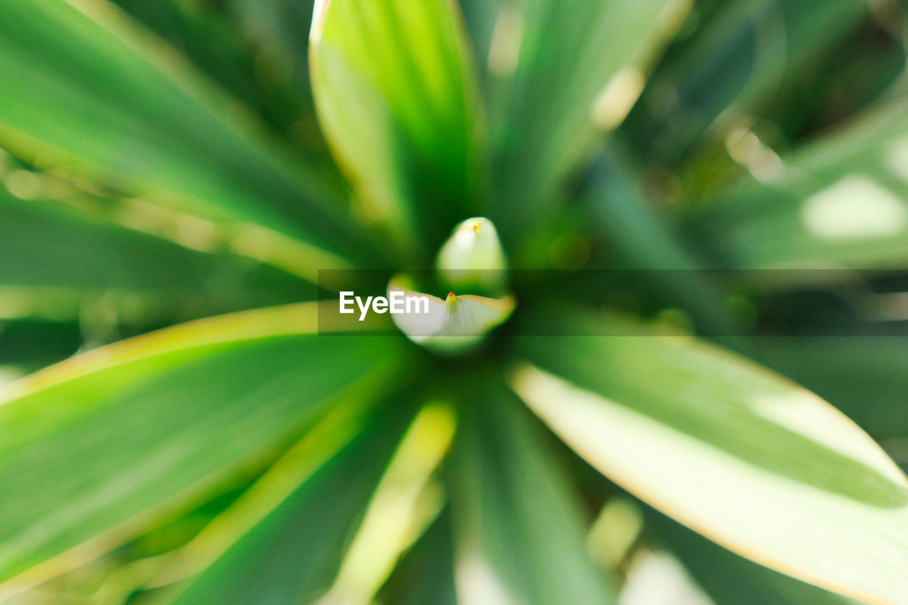 CLOSE-UP OF GREEN PLANT