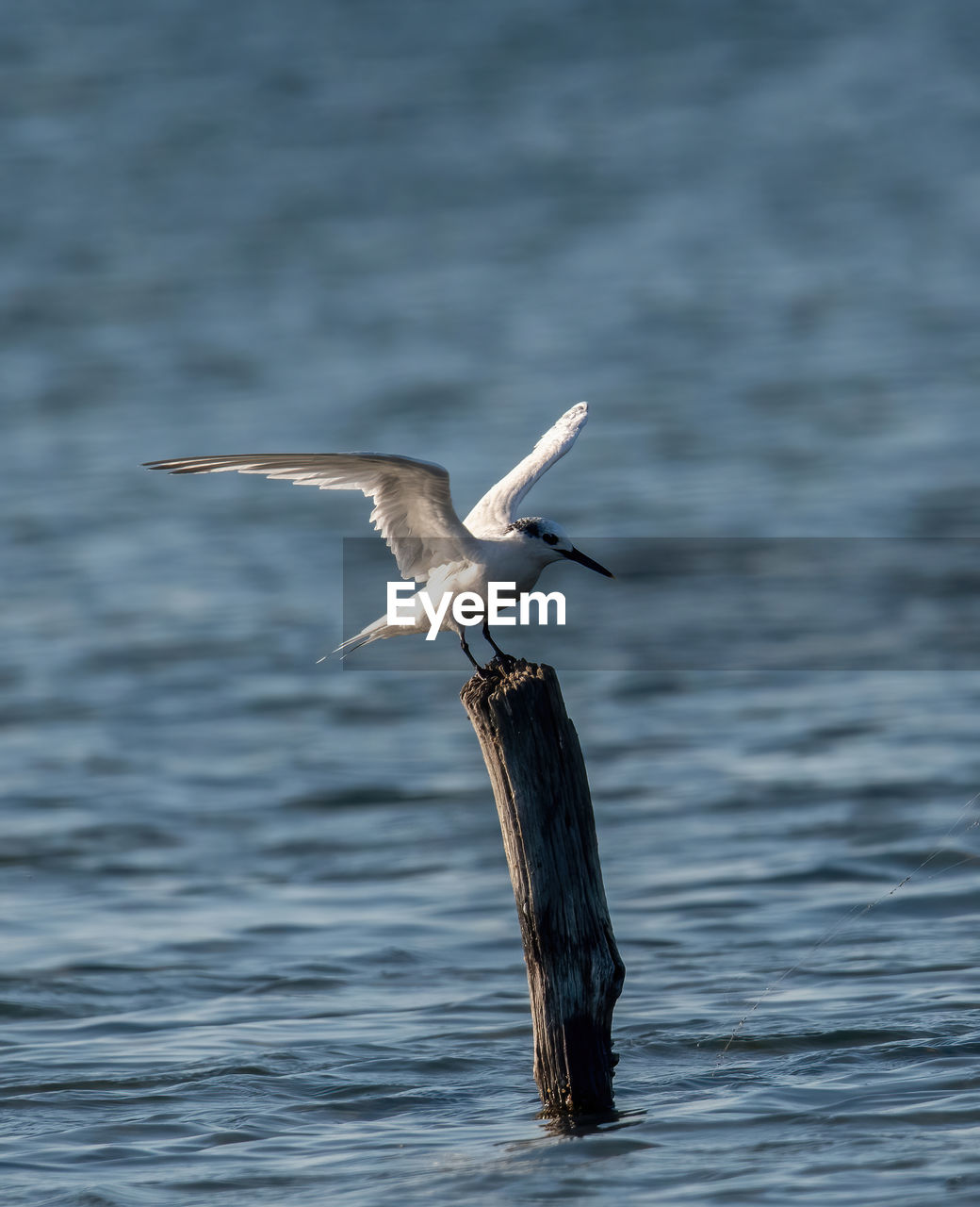 close-up of bird flying over lake