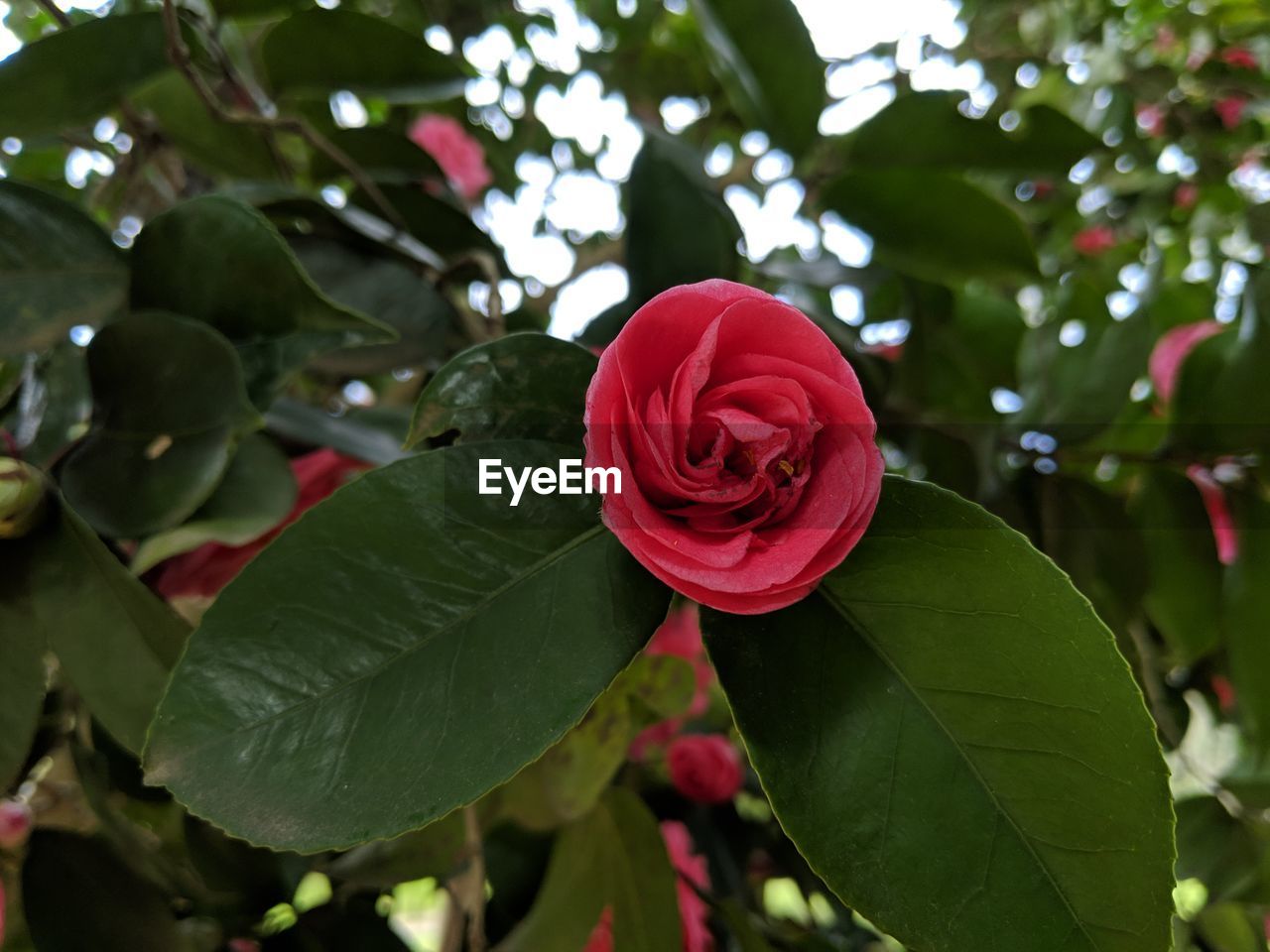 CLOSE-UP OF ROSE BUD