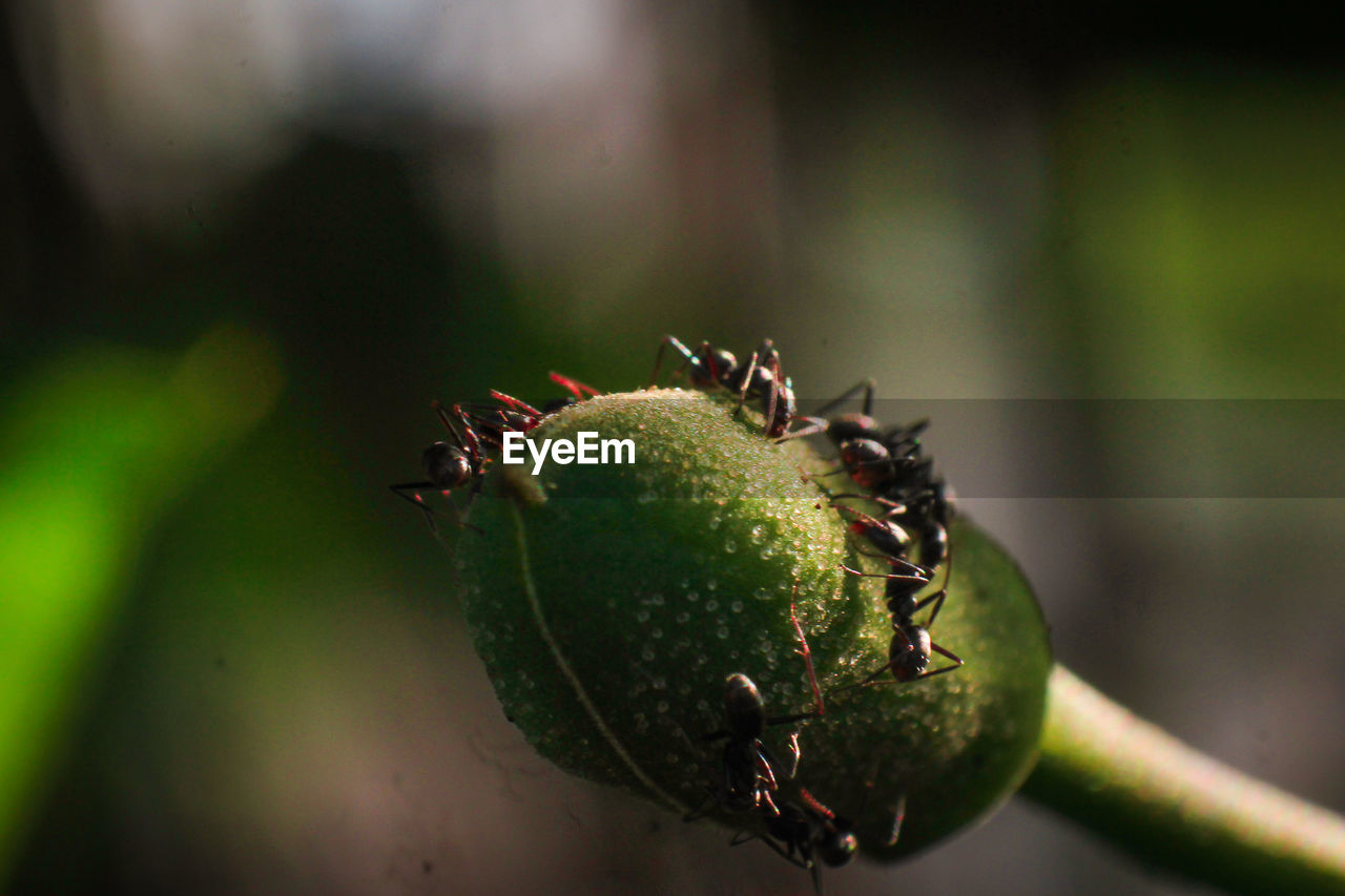 CLOSE-UP OF ANTS ON LEAF