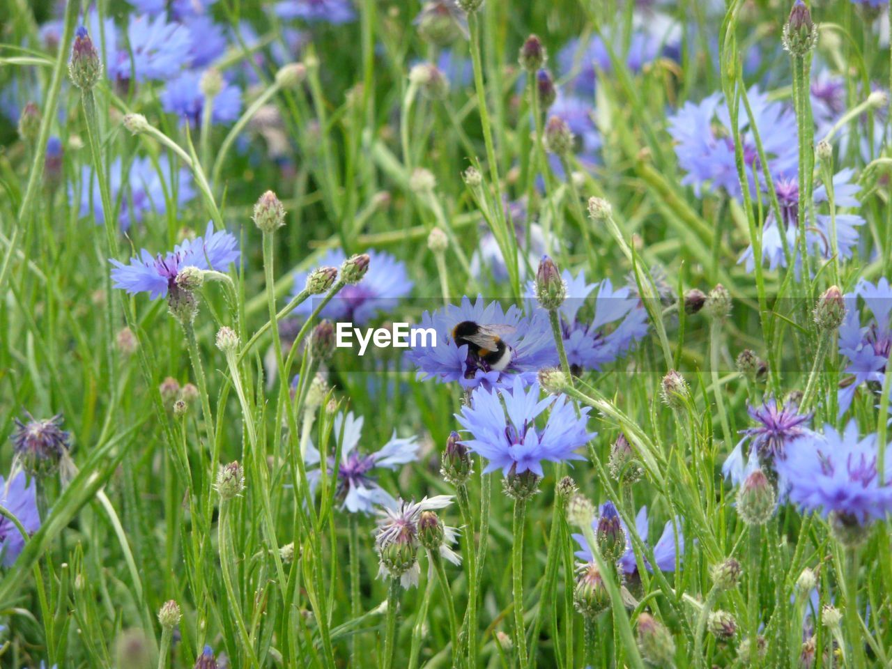 BEE ON PURPLE FLOWERS BLOOMING OUTDOORS