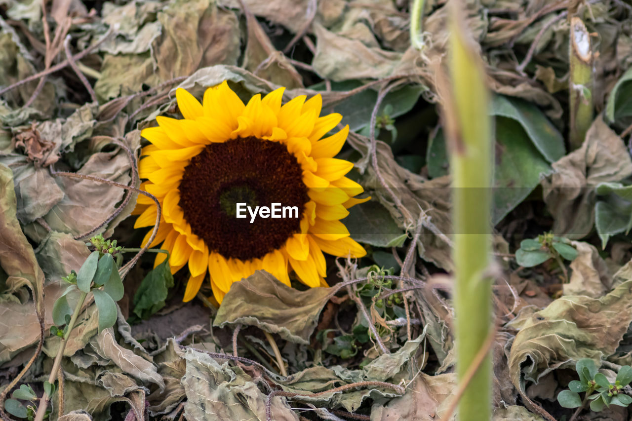 plant, flower, yellow, flowering plant, nature, flower head, growth, freshness, beauty in nature, fragility, sunflower, inflorescence, petal, land, field, close-up, plant part, leaf, no people, day, wildflower, sunflower seed, high angle view, outdoors, pollen, botany, rural scene