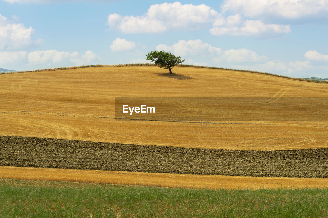 Isolated tree in a wheat field in the tuscan countryside