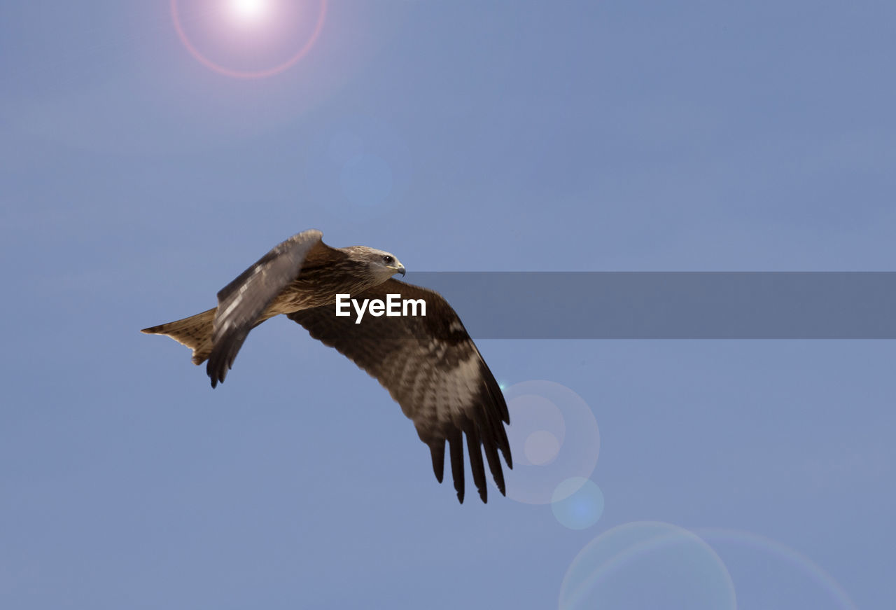 Low angle view of eagle flying against sky