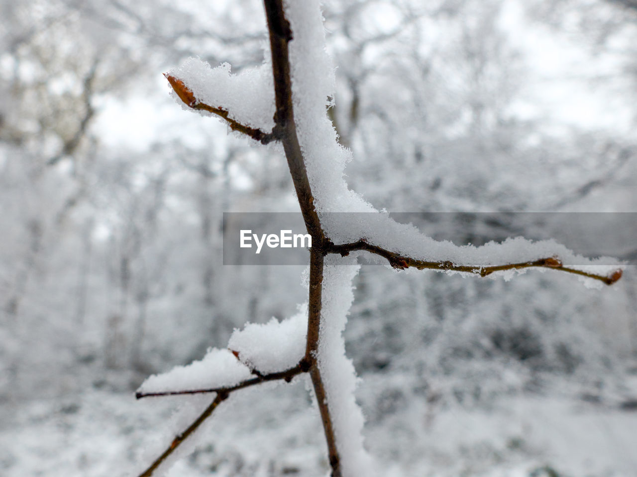 CLOSE-UP OF FROZEN PLANT ON BRANCH