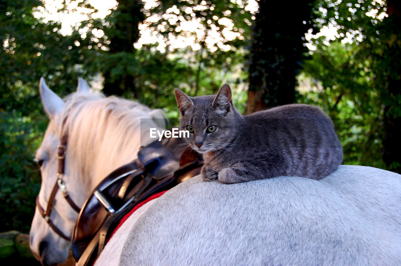 Cat sitting on horse