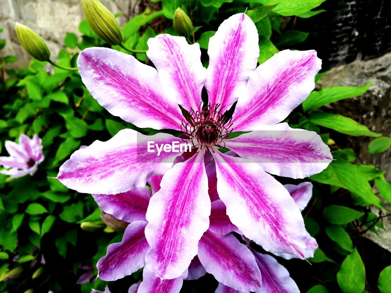 CLOSE-UP OF PINK ROSE FLOWER
