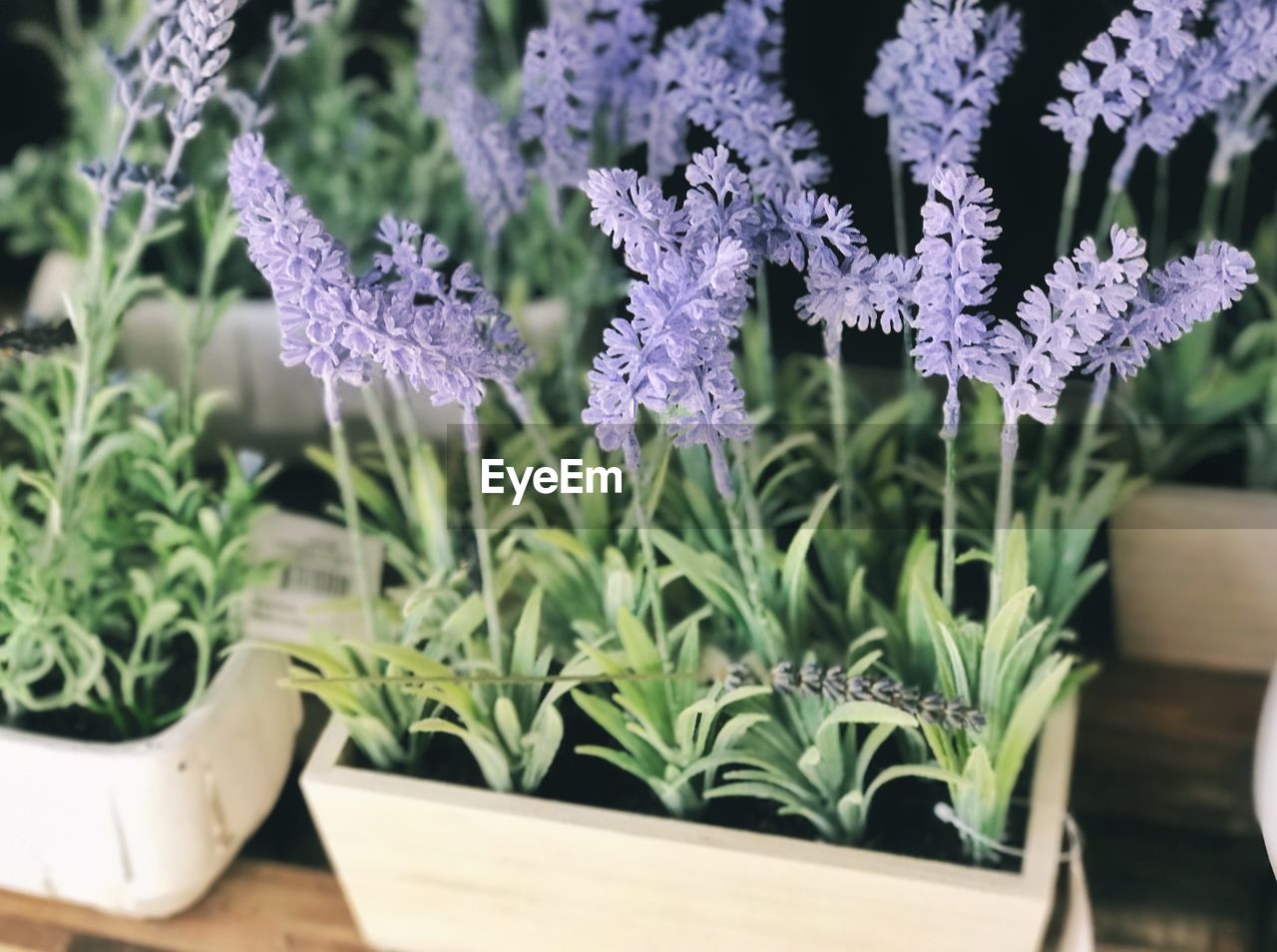 CLOSE-UP OF PURPLE FLOWER POT