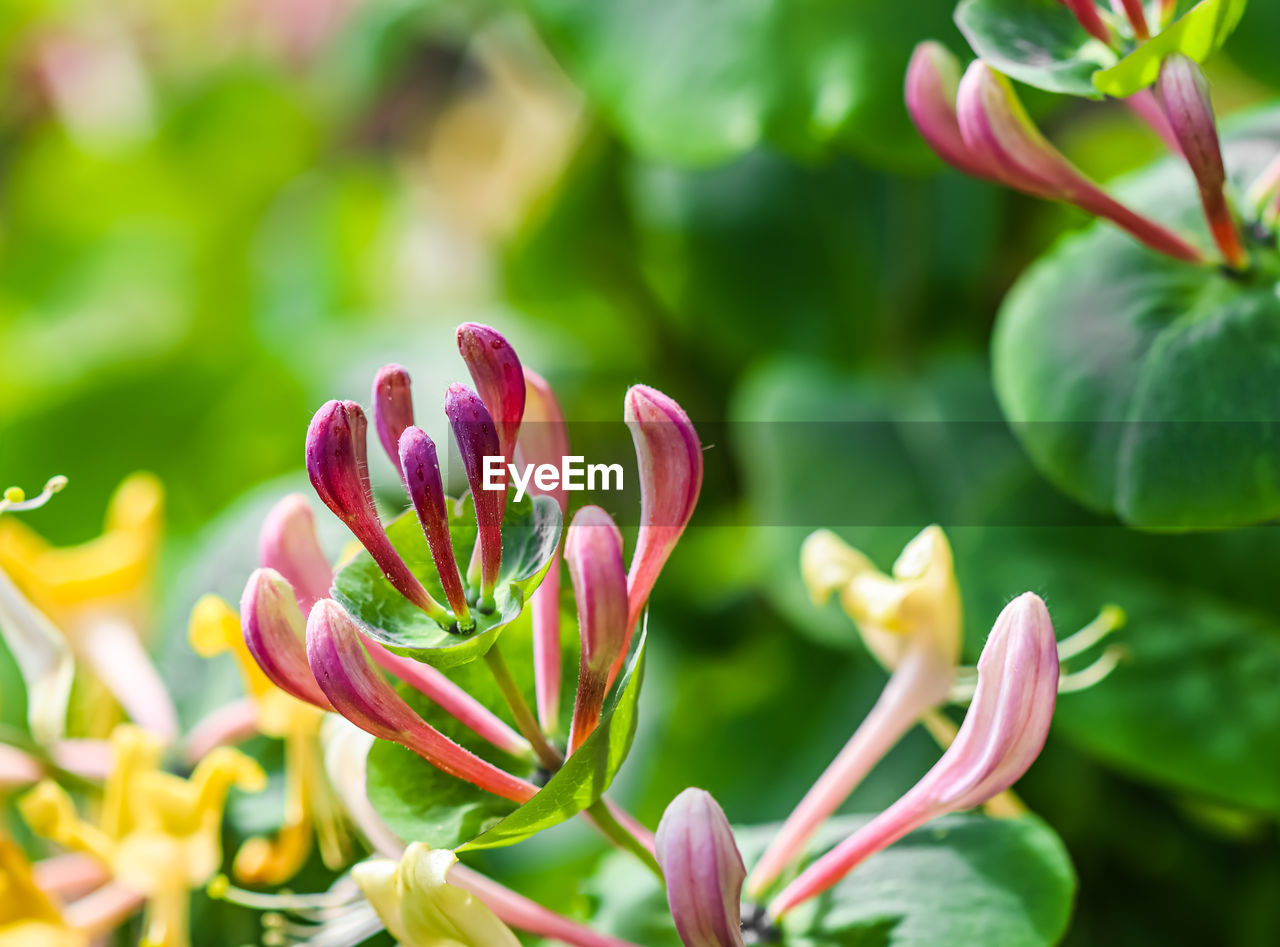 plant, flower, flowering plant, beauty in nature, nature, blossom, freshness, growth, plant part, leaf, close-up, shrub, green, no people, environment, wildflower, springtime, multi colored, pink, outdoors, summer, macro photography, flower head, environmental conservation, ornamental garden, garden, petal, fragility, focus on foreground, flowerbed, inflorescence, vibrant color, social issues, botany, selective focus, land, bud, sunlight, gardening, day, tree, yellow, food, food and drink