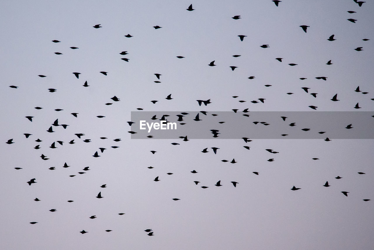 FLOCK OF BIRDS FLYING IN THE SKY